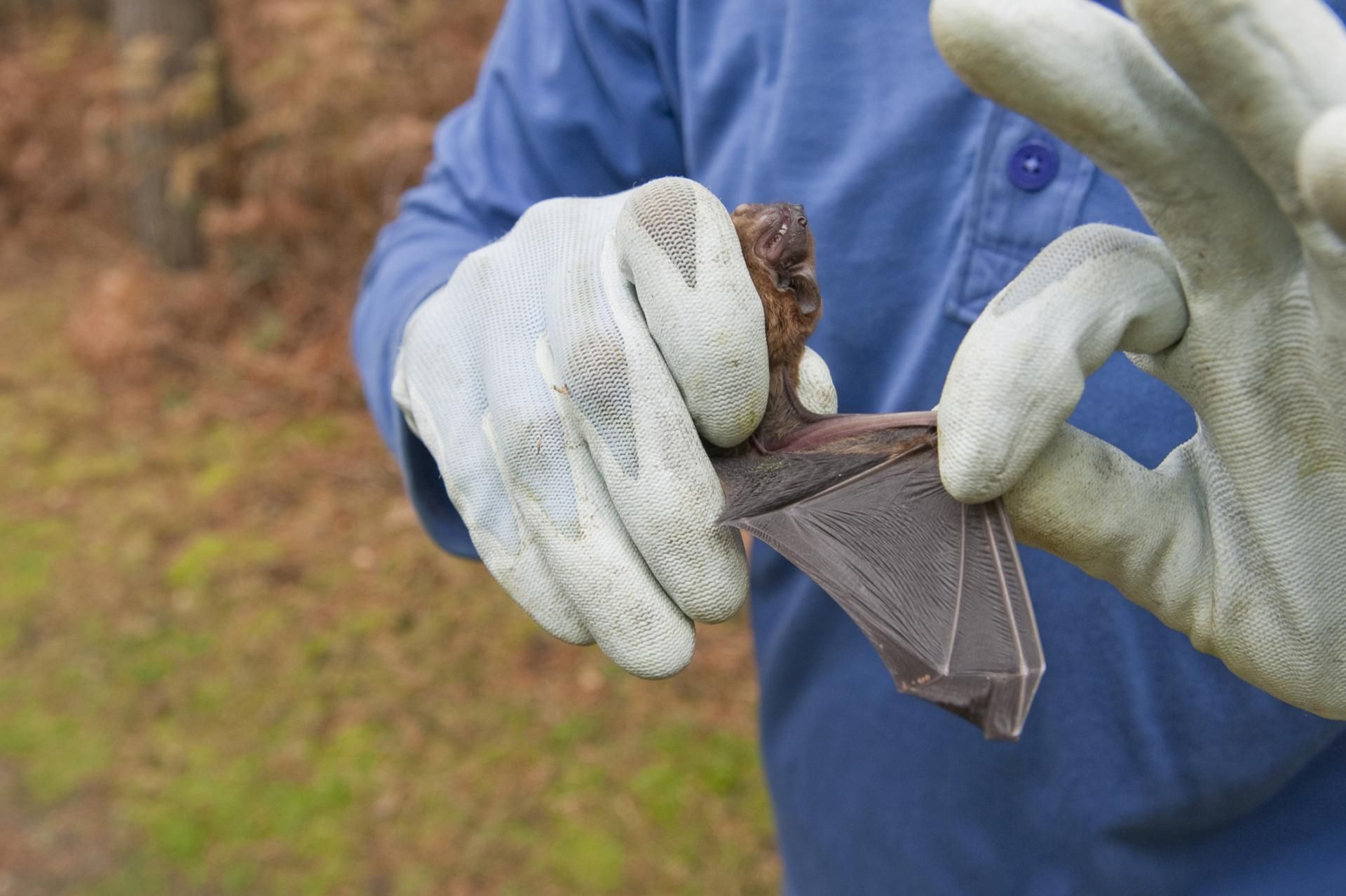 W USA za 70 proc. zakażeń u ludzi odpowiedzialne są chore na wściekliznę nietoperze