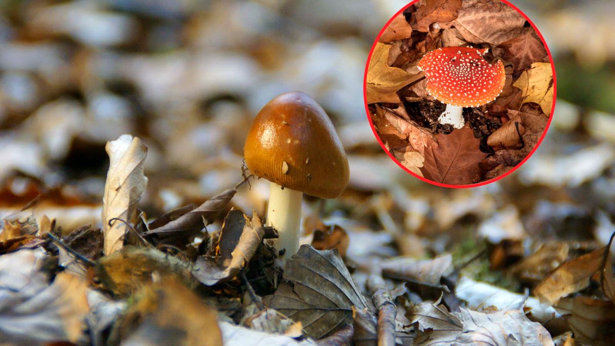 Muchomory mogą być śmiertelnie trujące