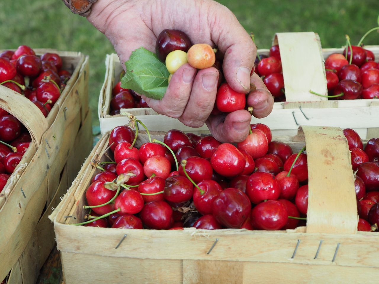 Działają jak środki przeczyszczające. To zakazany owoc dla tej grupy