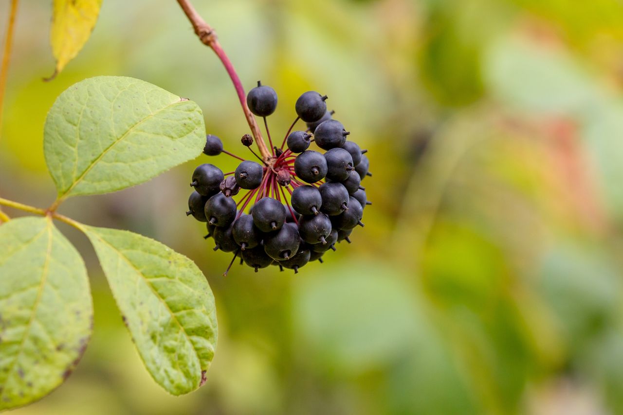 Eleuterokok kolczasty – właściwości, działanie, wskazania
