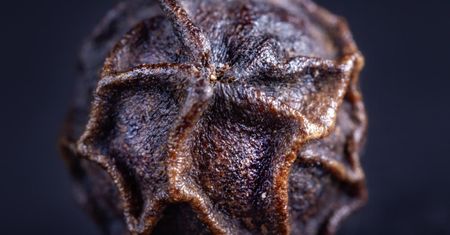 Najpopularniejsza przyprawa na świecie. Spala tkankę tłuszczową, chroni mózg, pomaga na ból stawów