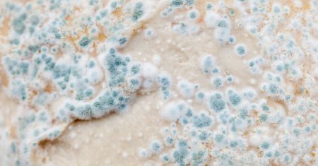 Cladosporium – czym jest, czynniki ryzyka, objawy alergii, leczenie