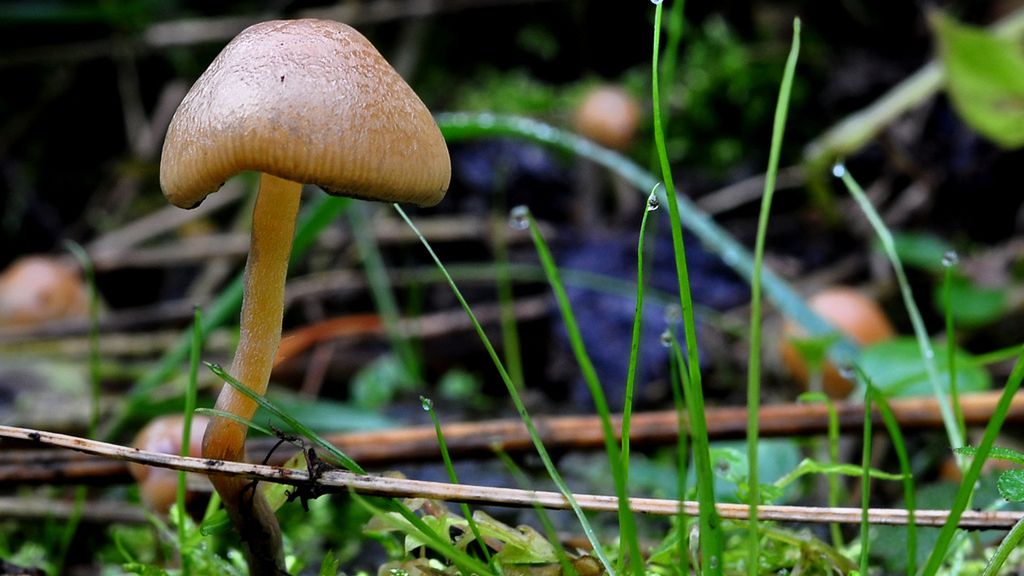 Magiczne grzybki, które mogą pomóc w rzuceniu palenia