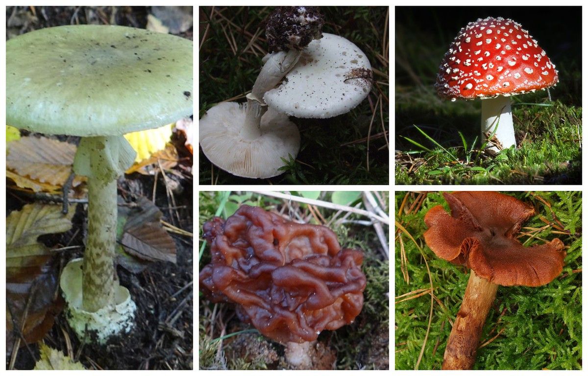 5 najbardziej trujących grzybów w Polsce. Koniecznie musisz je znać