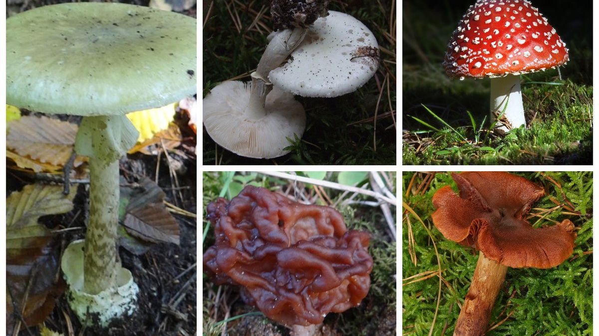 5 najbardziej trujących grzybów w Polsce