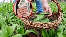 Jedna z najzdrowszych roślin w Polsce. Ale kara za zbiory to nawet 5 tys. zł