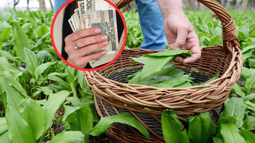 Trwa sezon na cebulę czarownic. Ale tu nie wolno jej zrywać