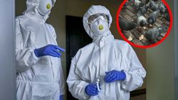 Pierwszy zgon z powodu ptasiej grypy w USA. Służby zalecają unikanie kontaktu z ptakami