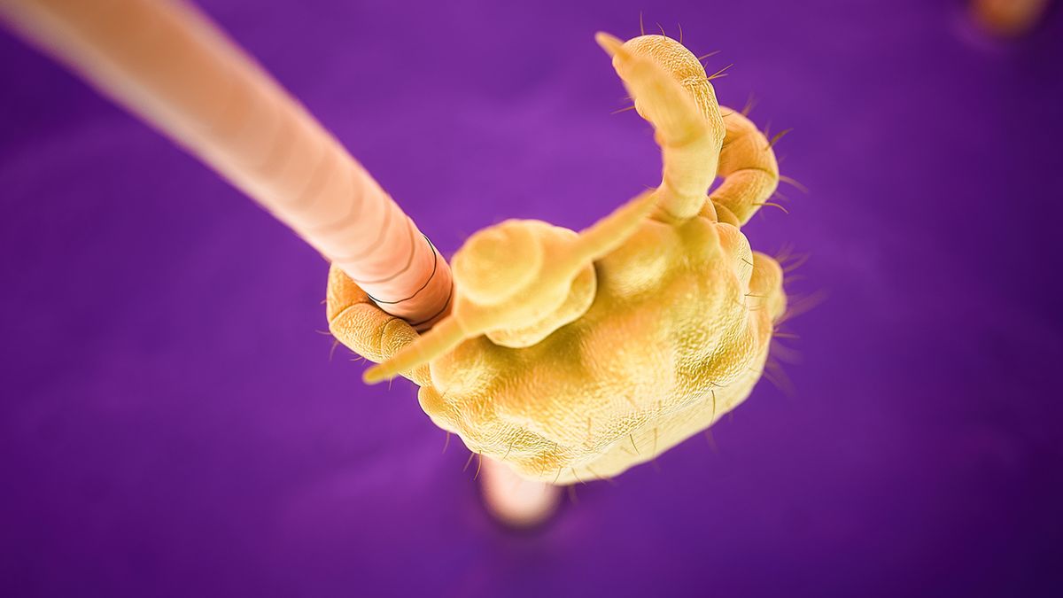 Wszy łonowe to pasożyty, bytujące na skórze w okolicach intymnych.