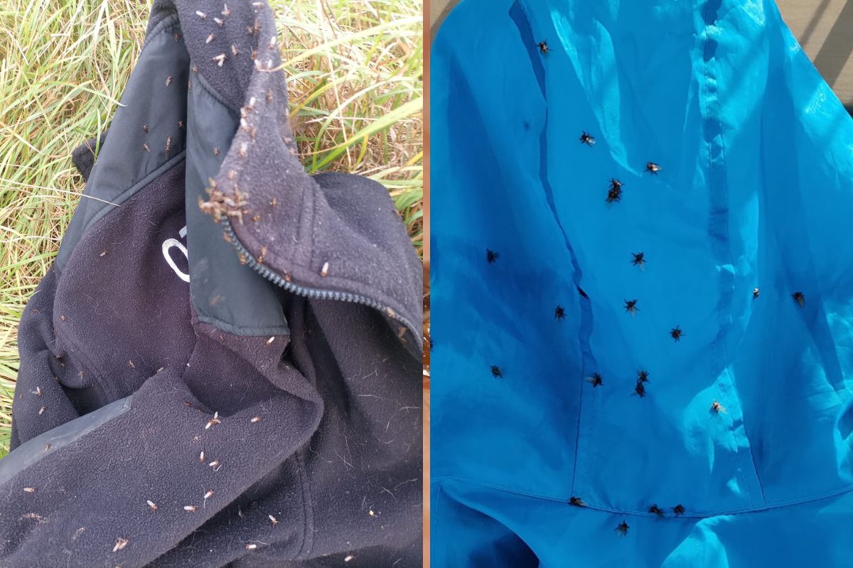 Internauci pokazali zdjęcia. Strzyżaki atakowały chmarami