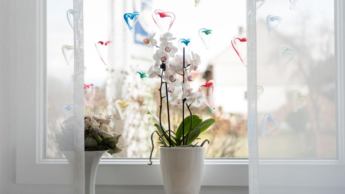 Zadbaj o storczyka po przekwitnięciu