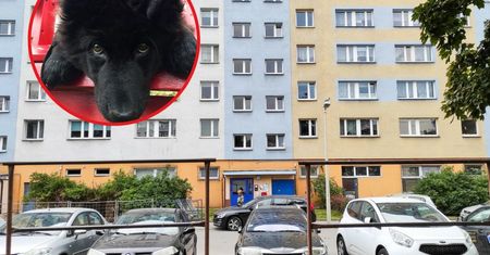 Awantura o imię. Żąda przeprosin za to, jak sąsiadka nazwała psa