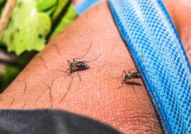 Komary nienawidzą tego zapachu. Naturalny środek kosztuje grosze