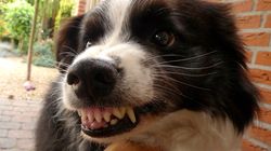 "Syndrom wilkołaka" u psów. Wskazali, co mogło zawinić