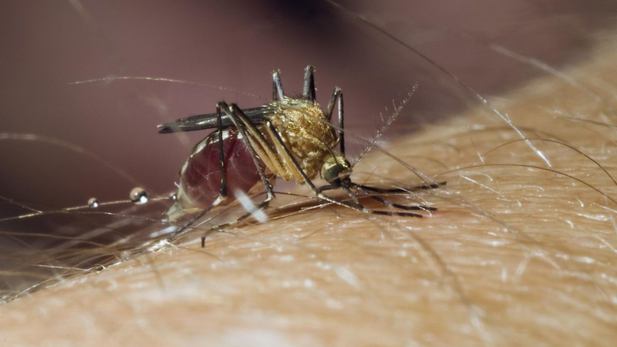 Rosnąca liczba zakażeń wirusem Zachodniego Nilu we Włoszech. Władze apelują