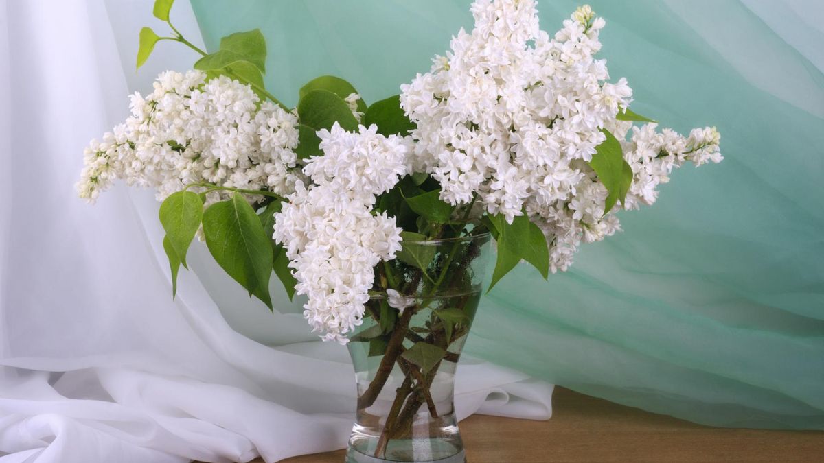 jak przedłużyć świeżość bukietu z bzu?