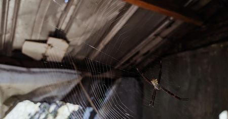 Pożyteczni goście w ogrodach. Nie przepędzaj ich ze swojej działki