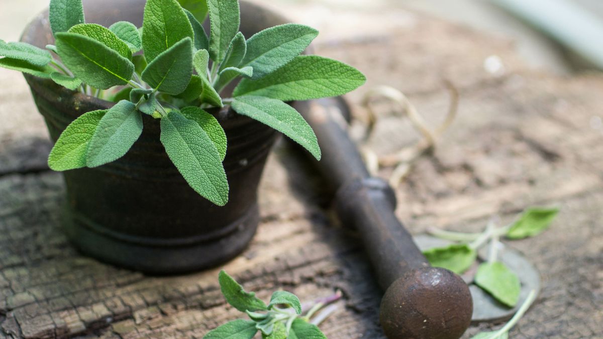 Szałwia lekarska jest wykorzystywana w medycynie, kosmetologii oraz gastronomii.