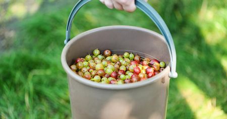 Kiedyś był w każdym ogrodzie. Hamują rozwój raka okrężnicy, trzustki
