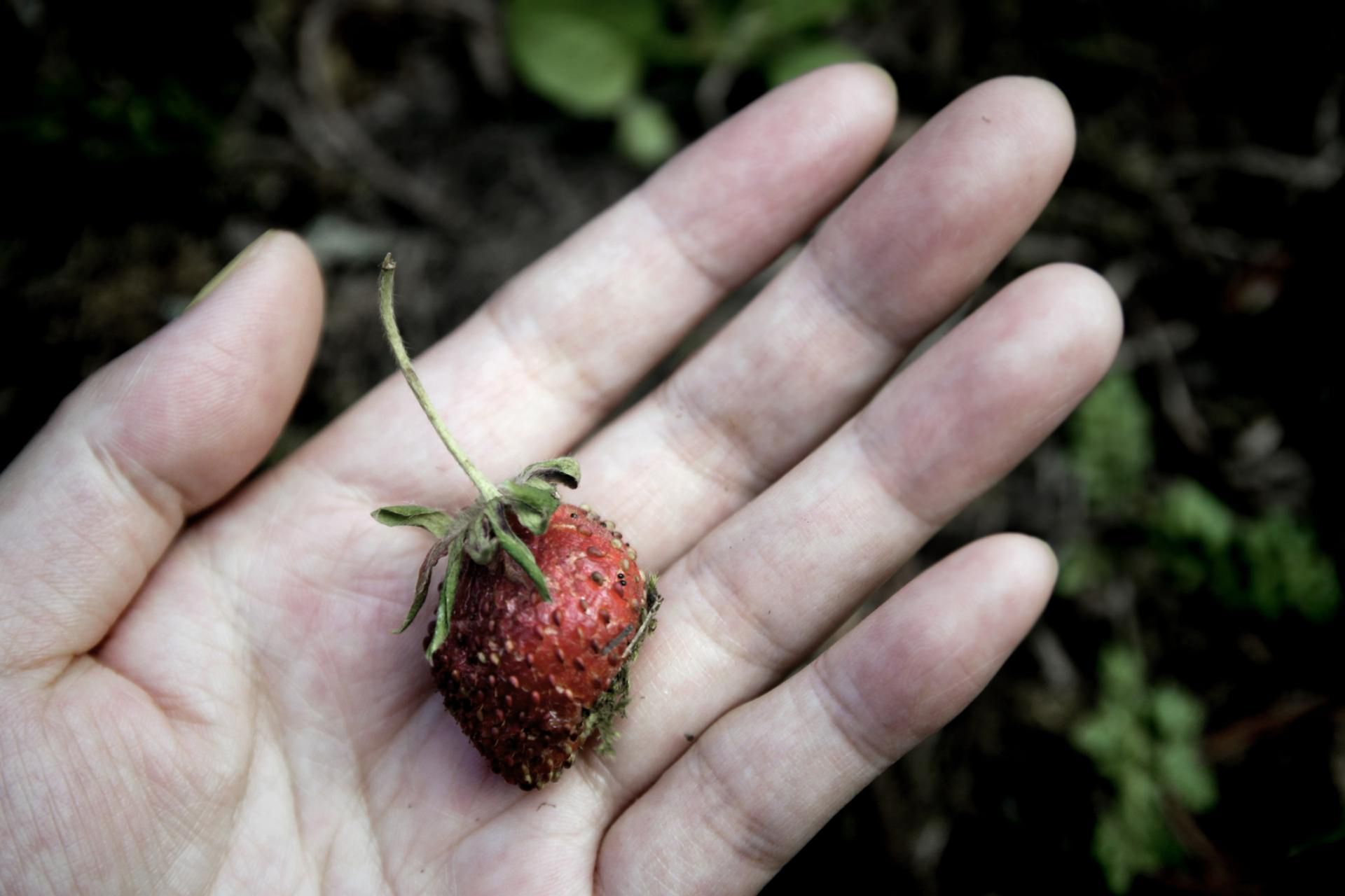 Pleśń to potencjalne zagrożenie ze strony tzw. mykotoksyn