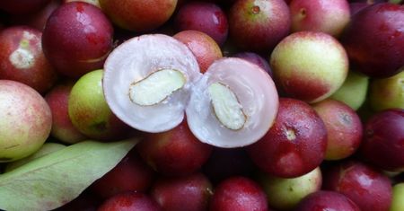 Jagody camu camu – właściwości, zastosowanie, przeciwwskazania