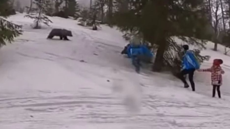 Młody niedźwiedź rusza za turystami