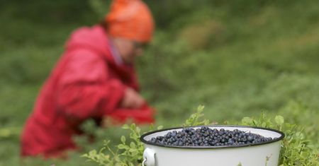 Zbierasz jagody? Możesz dostać nawet 500 zł kary