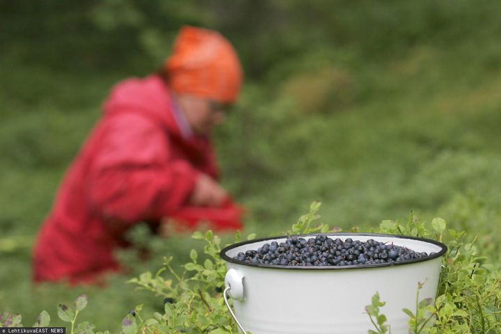 Zbierasz jagody? Możesz dostać nawet 500 zł kary