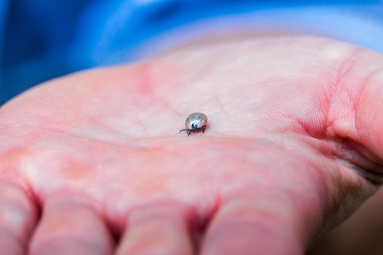 Domowy płyn, który odstrasza kleszcze. Wystarczą trzy składniki