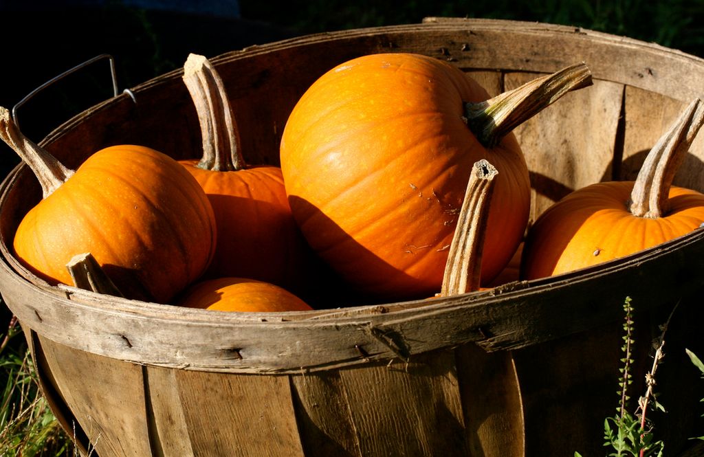 7 najzdrowszych polskich produktów, które powinny wejść do naszego jesiennego menu