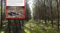 Leśnicy ostrzegają spacerowiczów. Jadowity gatunek na szlakach