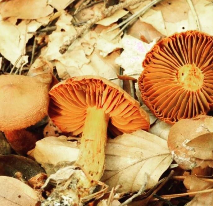 Zasłonak rudy na pierwszy rzut oka wydaje się podobny do kurki