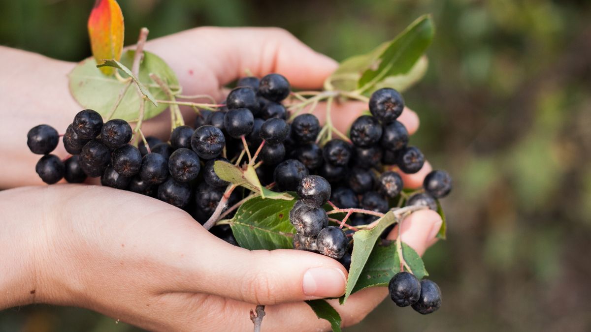 Polifenole niszczą wolne rodniki