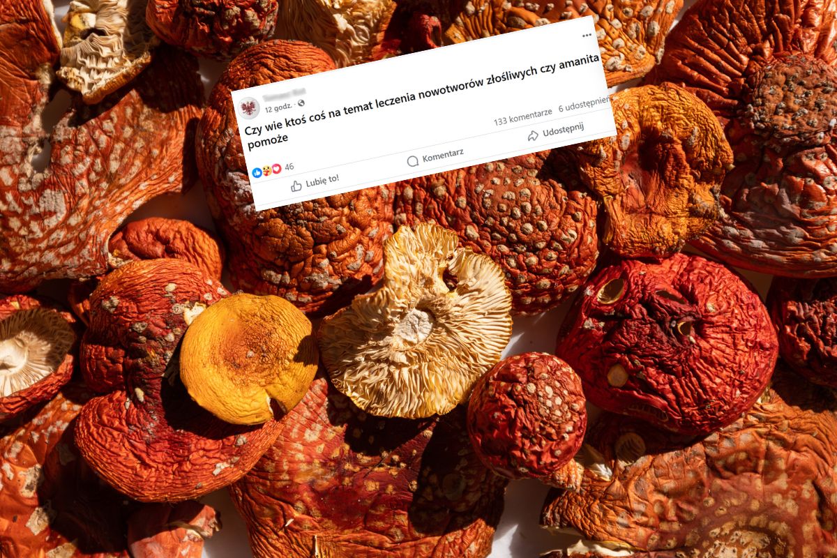 "Na raka" i euforię. Ruszył sezon na "świętego grzyba". Lekarze ostrzegają