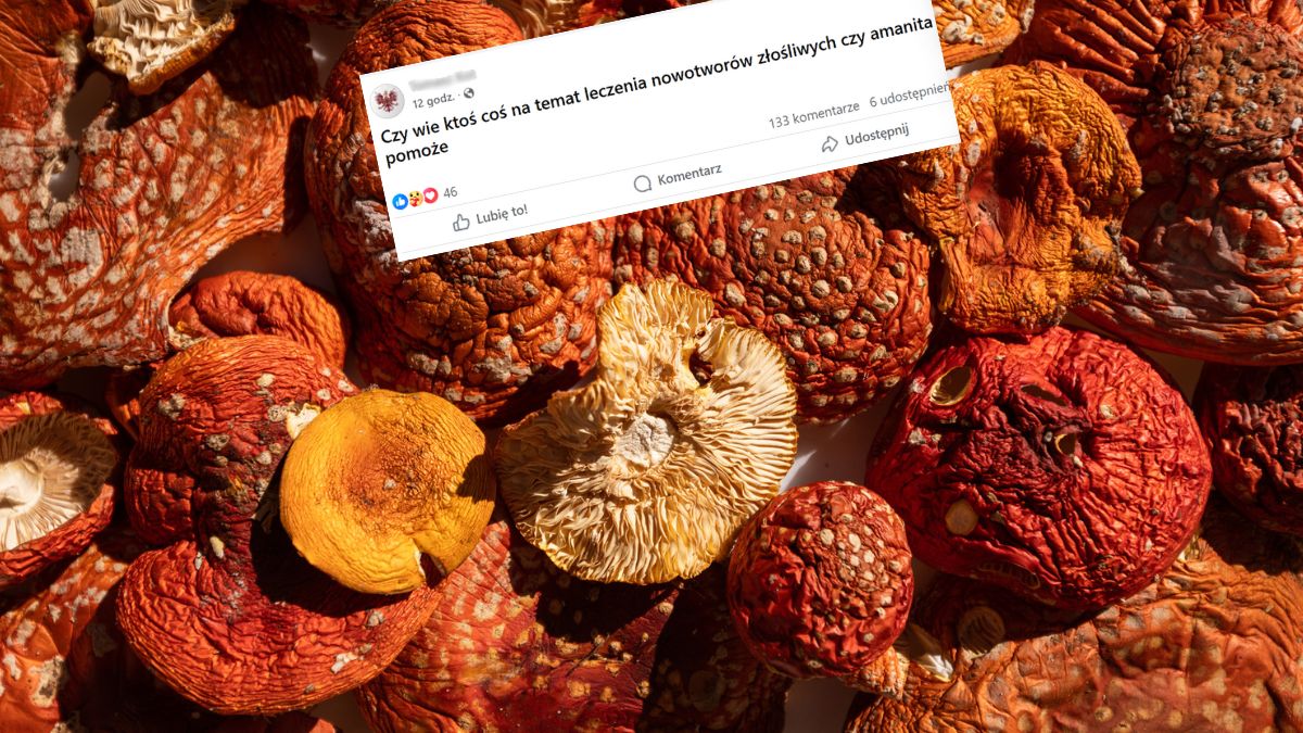 Nie mija moda na zażywanie muchomora czerwonego