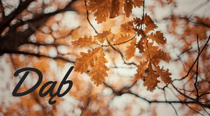 Dąb i jego wpływ na zdrowie