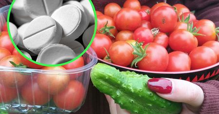 Uprawiasz pomidory lub ogórki? Ten lek pomoże ochronić uprawy przed chorobami
