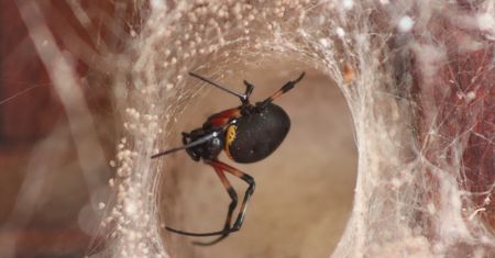 Chciał być jak Spider-Man. 8-latek trafił do szpitala
