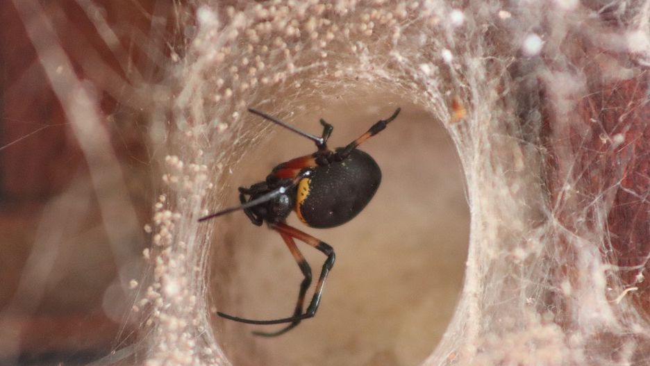 Pragnął być jak Spider-Man. 8-latek trafił do szpitala