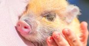 Świnka miniaturka. Jak wygląda, czym się żywi, ile lat żyje?