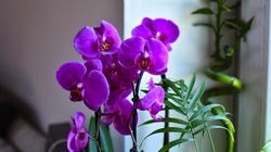 Czy storczyk jest trujący i szkodliwy dla dzieci oraz zwierząt domowych?