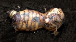 Galangal - wygląda jak imbir, ale działa znacznie mocniej