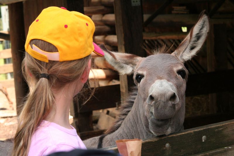 Dziecko i osioł / 123RF