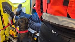 Ratownicy zadbali o pacjenta i jego psa. Piękna akcja z Gdyni