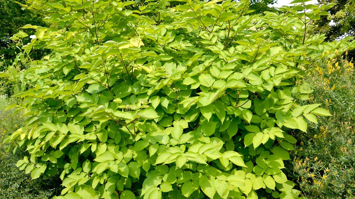 Aralia to roślina, która stanowi cenny surowiec leczniczy