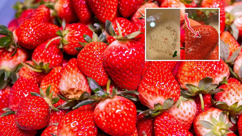Koniecznie zrób to przed zjedzeniem truskawek. Pozbędziesz się nieproszonych lokatorów