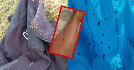 Atakują chmarami. "Swędzi bardziej niż po kleszczu. Wylądowałam ze spuchniętą szyją, karkiem i dekoltem u lekarza"