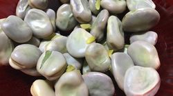 Pojawił się na bazarkach. Bywa nazywany "polską pistacją"