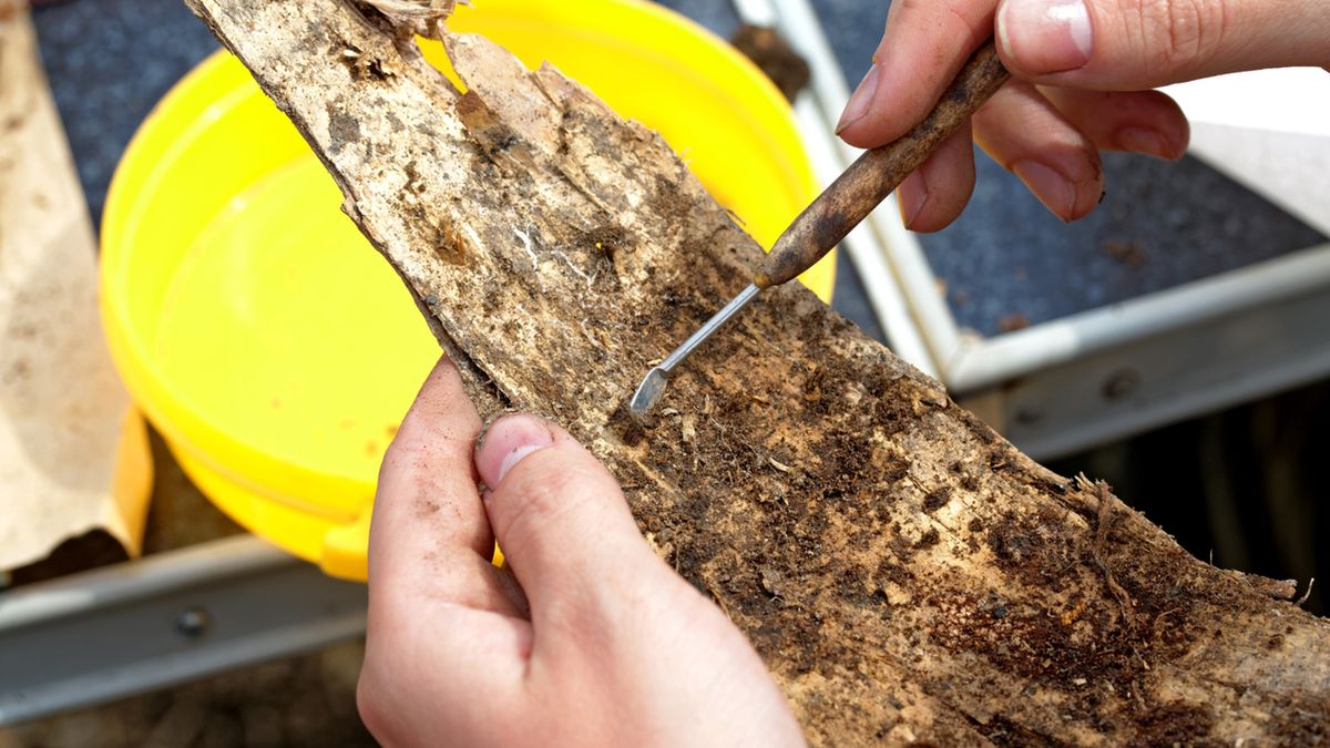 Triterpeny występują m.in. w korze brzozy