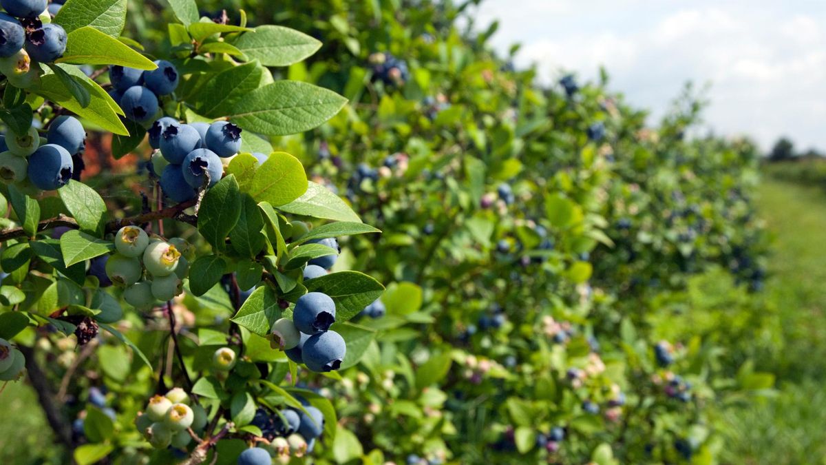 Jakie właściwości mają borówki?